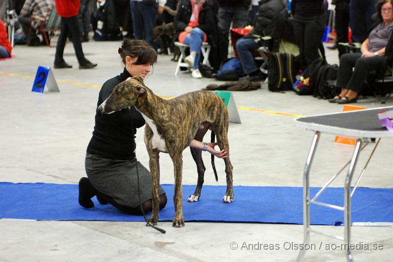DSC_0023.JPG - Valputställning i Malmö - Grey Hound