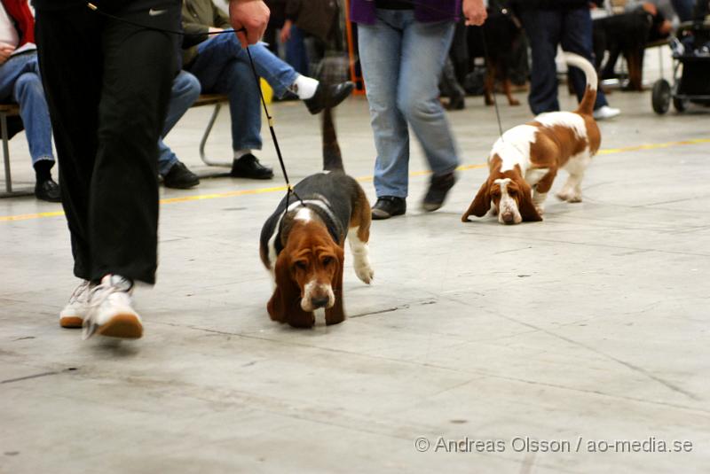 DSC_0090.JPG - Valputställning i Malmö - Basset Hound