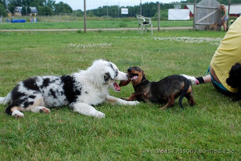 DSC_0201.JPG - Intensiv kurs, valp på Axtorps Hundskola!