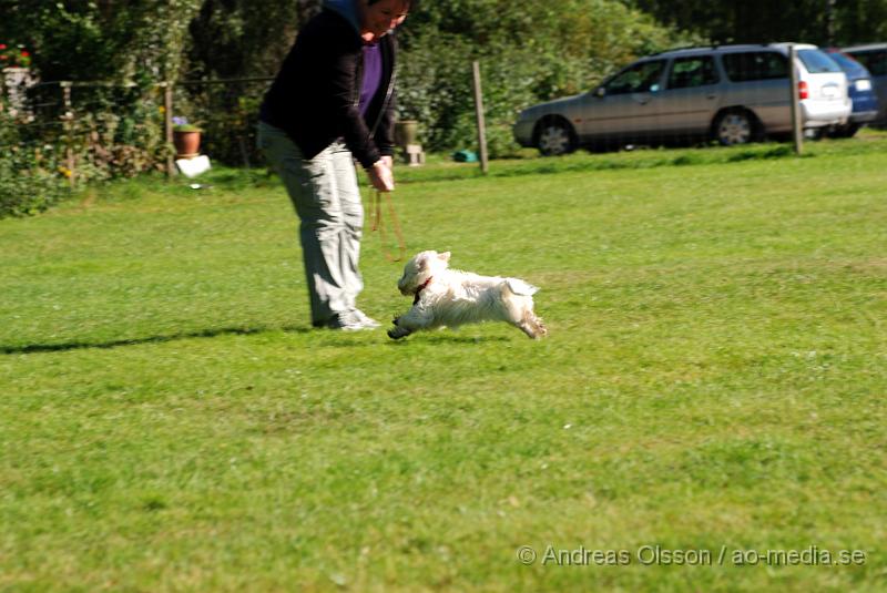 DSC_1509.JPG - 2010-09-04 Axtorps hundskola - Valpkurs