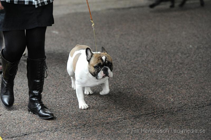 _DSC5150.JPG - Hundutställning i Malmö - Fransk Bulldog