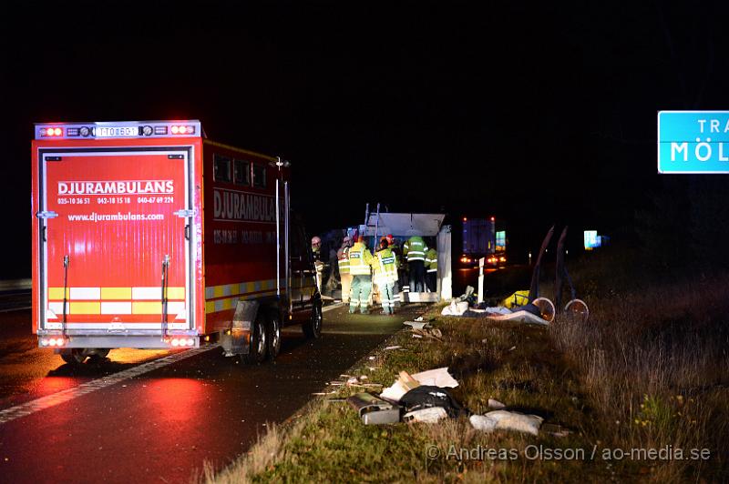 DSC_1845.JPG - Vid 04.45 larmades räddningstjänsten från Klippan och Örkelljunga samt ambulans, polis och Djurambulansen till E4an i höjd med Mölletofta där en hästtransport krockat med mitt räcket och vält. Ingen person som befan sig i bilen ska ha skadats, en häst som också fanns med i transporten fick följa med djurambulansen efter att man fått klippa av en stång inne i hästtransporten. Södergående riktning var helt avstängd under räddnings och bärgnings arbetet, och ett körfält i det norrgående var avstängt.