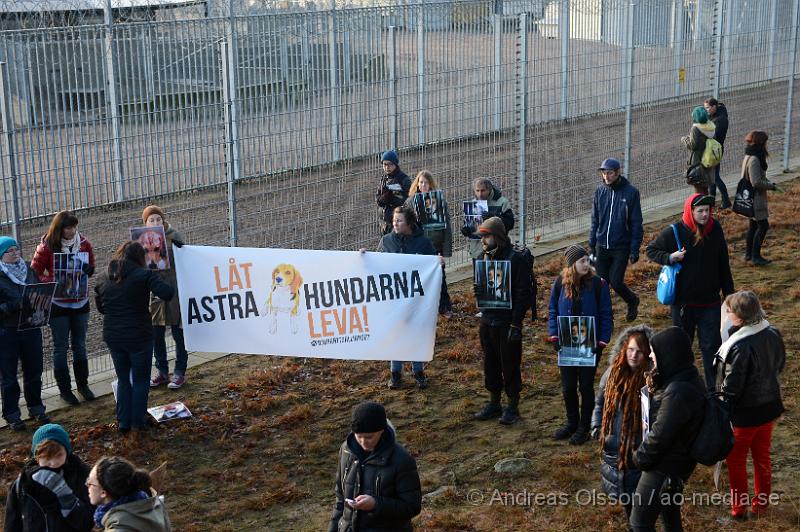 DSC_3078.JPG - Vid 14 tiden på lördagen höll Djurrättsalliansen en demonstration mot Astrazenecas hund uppfödning utanför Örkelljunga. Det var när AstraZeneca gick ut och sa att dem skulle lägga ner uppfödningen och djurförsöken mot beaglarna och sa att man antingen skulle massavliva 400 hundar eller skicka dem till England för mer djurförsök och sämre förhållanden än vad dem har nu. När demonstrationen var fanns där bara ett fåtal hundar kvar och man vet inte riktigt var dem andra har tagit vägen. Djurrättsalliansen vill att man ska omplacera alla hundar som är där till kärleksfulla hem runtomkring i Sverige, och man har fått väldigt stor respons av personer som vill ta hand om hundarna!