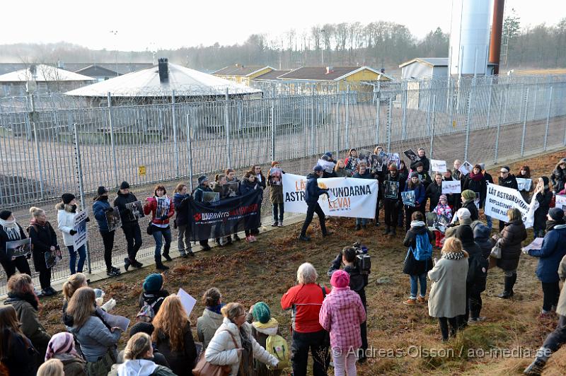 DSC_3084.JPG - Vid 14 tiden på lördagen höll Djurrättsalliansen en demonstration mot Astrazenecas hund uppfödning utanför Örkelljunga. Det var när AstraZeneca gick ut och sa att dem skulle lägga ner uppfödningen och djurförsöken mot beaglarna och sa att man antingen skulle massavliva 400 hundar eller skicka dem till England för mer djurförsök och sämre förhållanden än vad dem har nu. När demonstrationen var fanns där bara ett fåtal hundar kvar och man vet inte riktigt var dem andra har tagit vägen. Djurrättsalliansen vill att man ska omplacera alla hundar som är där till kärleksfulla hem runtomkring i Sverige, och man har fått väldigt stor respons av personer som vill ta hand om hundarna!