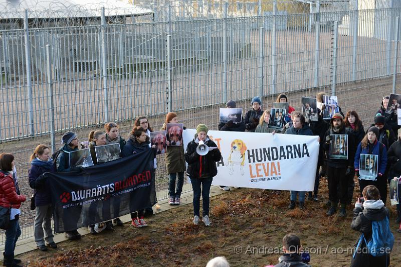 DSC_3087.JPG - Vid 14 tiden på lördagen höll Djurrättsalliansen en demonstration mot Astrazenecas hund uppfödning utanför Örkelljunga. Det var när AstraZeneca gick ut och sa att dem skulle lägga ner uppfödningen och djurförsöken mot beaglarna och sa att man antingen skulle massavliva 400 hundar eller skicka dem till England för mer djurförsök och sämre förhållanden än vad dem har nu. När demonstrationen var fanns där bara ett fåtal hundar kvar och man vet inte riktigt var dem andra har tagit vägen. Djurrättsalliansen vill att man ska omplacera alla hundar som är där till kärleksfulla hem runtomkring i Sverige, och man har fått väldigt stor respons av personer som vill ta hand om hundarna!