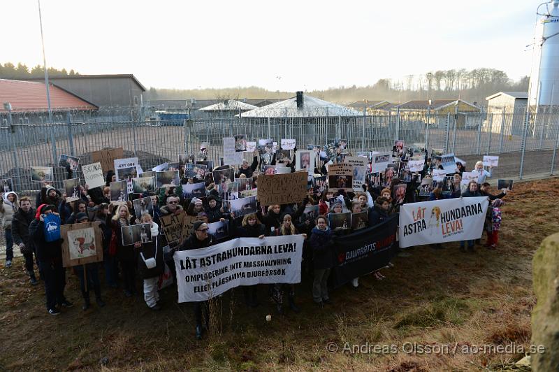 DSC_3105.JPG - Vid 14 tiden på lördagen höll Djurrättsalliansen en demonstration mot Astrazenecas hund uppfödning utanför Örkelljunga. Det var när AstraZeneca gick ut och sa att dem skulle lägga ner uppfödningen och djurförsöken mot beaglarna och sa att man antingen skulle massavliva 400 hundar eller skicka dem till England för mer djurförsök och sämre förhållanden än vad dem har nu. När demonstrationen var fanns där bara ett fåtal hundar kvar och man vet inte riktigt var dem andra har tagit vägen. Djurrättsalliansen vill att man ska omplacera alla hundar som är där till kärleksfulla hem runtomkring i Sverige, och man har fått väldigt stor respons av personer som vill ta hand om hundarna!