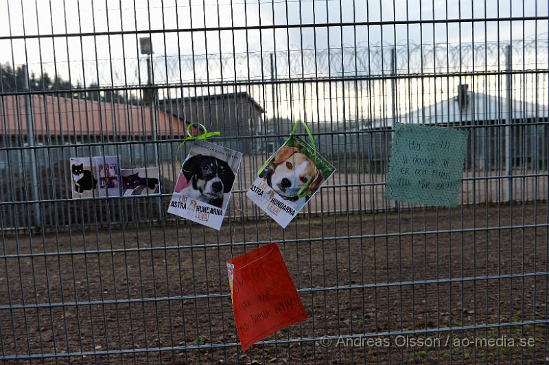 DSC_3119.JPG - Vid 14 tiden på lördagen höll Djurrättsalliansen en demonstration mot Astrazenecas hund uppfödning utanför Örkelljunga. Det var när AstraZeneca gick ut och sa att dem skulle lägga ner uppfödningen och djurförsöken mot beaglarna och sa att man antingen skulle massavliva 400 hundar eller skicka dem till England för mer djurförsök och sämre förhållanden än vad dem har nu. När demonstrationen var fanns där bara ett fåtal hundar kvar och man vet inte riktigt var dem andra har tagit vägen. Djurrättsalliansen vill att man ska omplacera alla hundar som är där till kärleksfulla hem runtomkring i Sverige, och man har fått väldigt stor respons av personer som vill ta hand om hundarna!