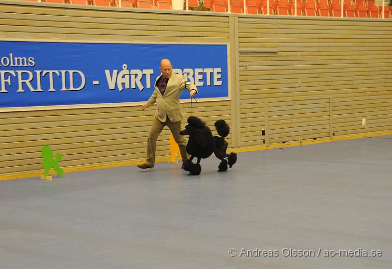 _DSC0981.JPG - Stor Pudel. Tik -Championklass.